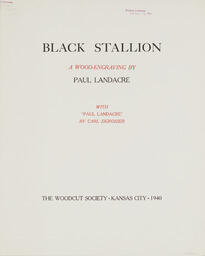 Black Stallion