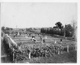 Williard School Garden