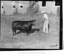 Man with Heifer