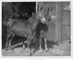 Two Mules in Doorway