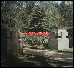 Gate with Tulips and Blue Spruce Tree