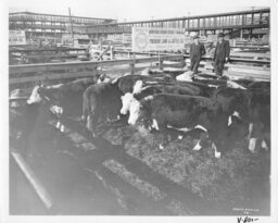 Two Men near Full Cattle Pen