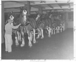 Clydesdale Horses and Wagon