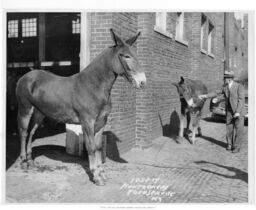 Man with Two Mules