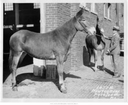 Man with Two Mules