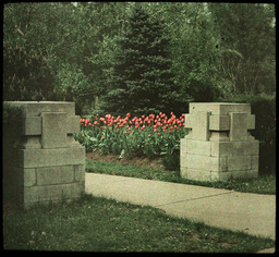 Gate with Tulips and Blue Spruce Tree