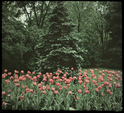 Blue Spruce and Tulips