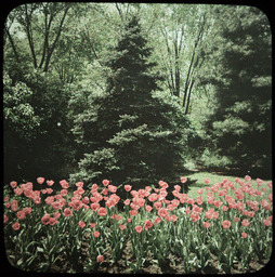 Blue Spruce and Tulips