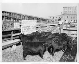 Kansas City Stockyards, Steer Herd