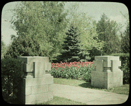 Gate with Tulips and Blue Spruce Tree