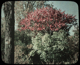 Sumac in October