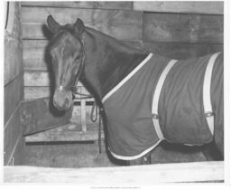 Horse in Stall