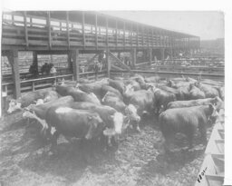 Stockyards, Cattle Pens