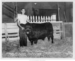 Boy with Bull