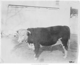 Hereford Bull