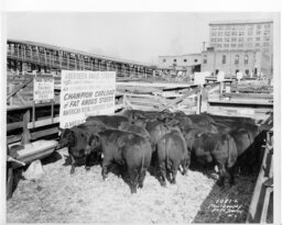 Kansas City Stockyards, Steer Herd