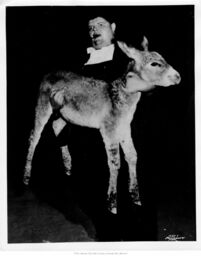 Man Holding Young Mule