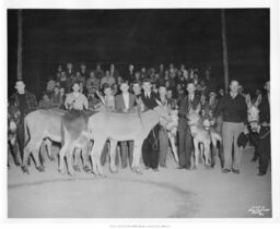 Crowd of People and Mules