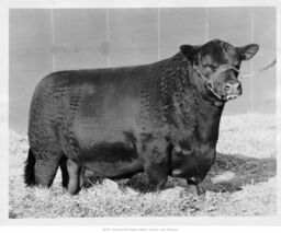 Black Angus Bull