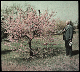 Red Bud Tree and Sid J. Hare