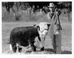 Man with Hereford