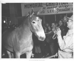 Man Leading Mule