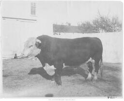 Hereford Bull