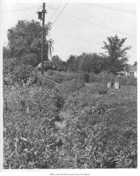 Stream and Vegetation