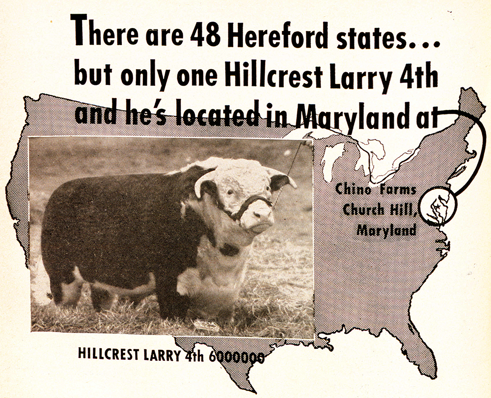 Hillcrest Larry IV, model for the statue. The Hereford Association Journal