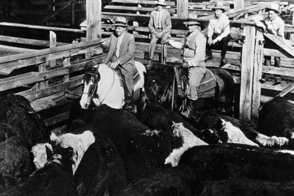 Cows in the stockyards