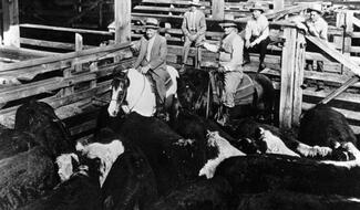 Cows in the stockyards